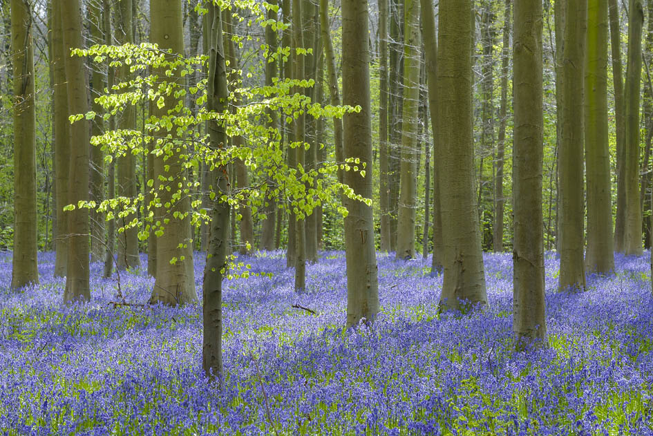 dasein-wie-ein-baum