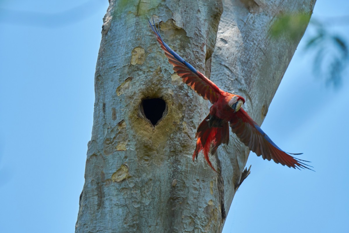 Fotovortrag über Artenschutzprojekte im tropischen Regenwald am 01.04.19