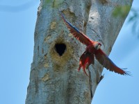 Fotovortrag über Artenschutzprojekte im tropischen Regenwald am 01.04.19