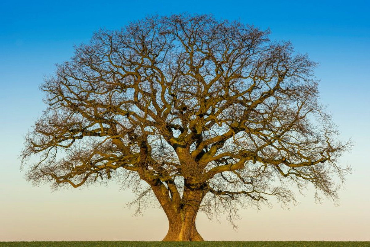 Sich ausbreiten wie ein Baum – Erde fühlen, Kraft spüren