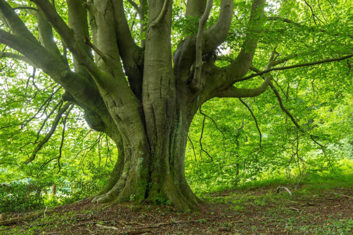 Sich ausbreiten wie ein Baum – Erde fühlen, Kraft spüren