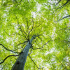 Sich ausbreiten wie ein Baum – Erde fühlen, Kraft spüren 