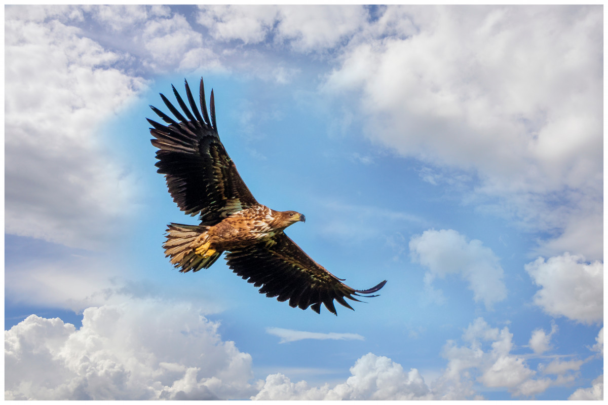 Auf Vogels Schwingen...