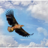 Auf Vogels Schwingen...