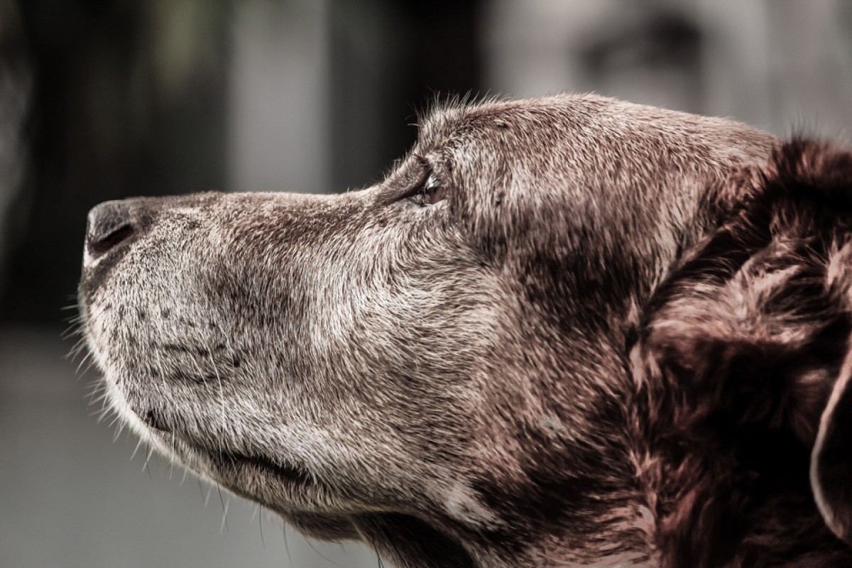 »Oh Gott, mein Hund wird alt«
