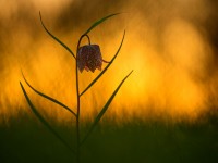 „KlangBilder“ – Naturfotografie im multikünstlerischen Austausch. 