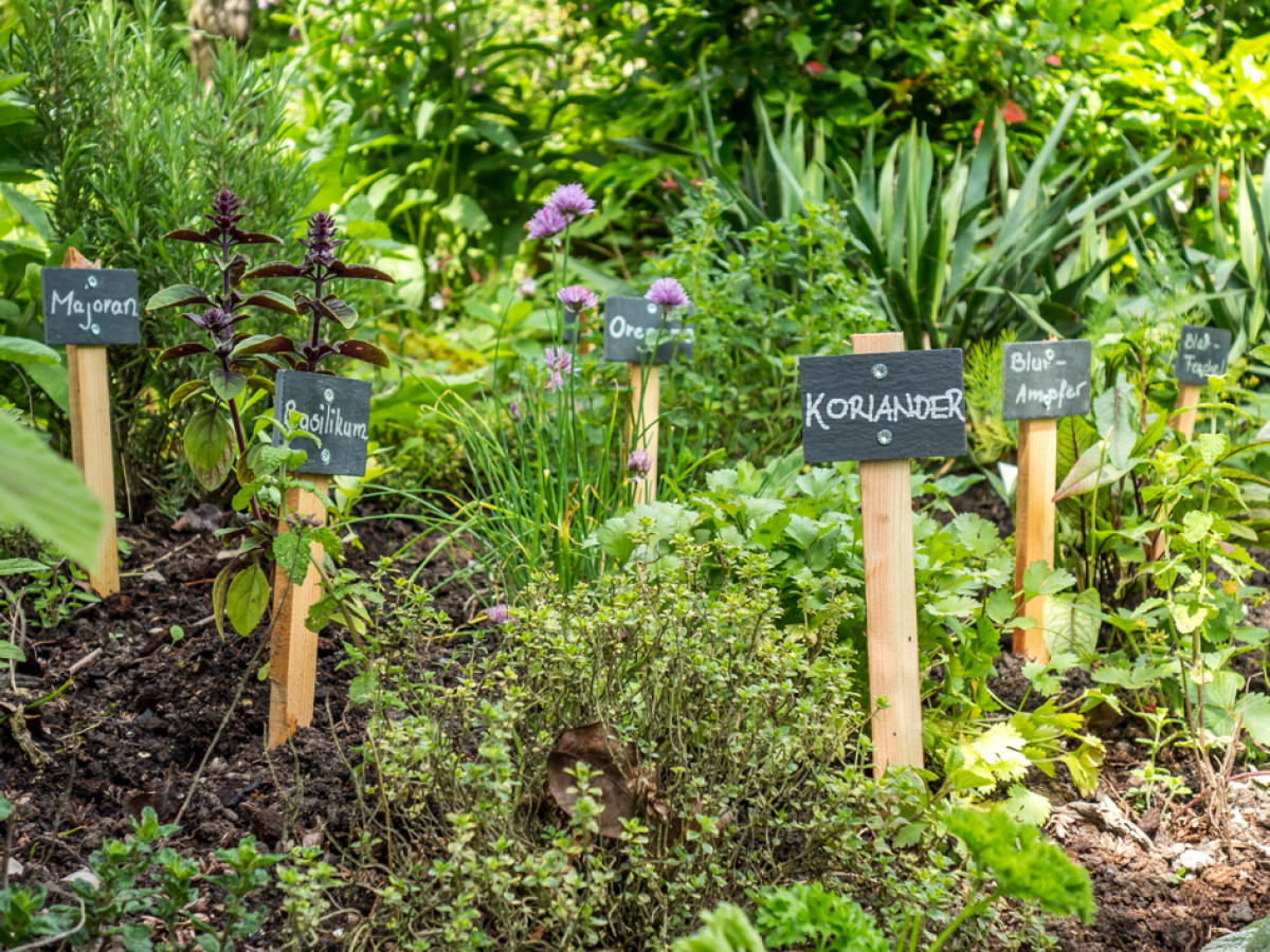 Der »Hildegard-Garten« – eine Apotheke im Garten