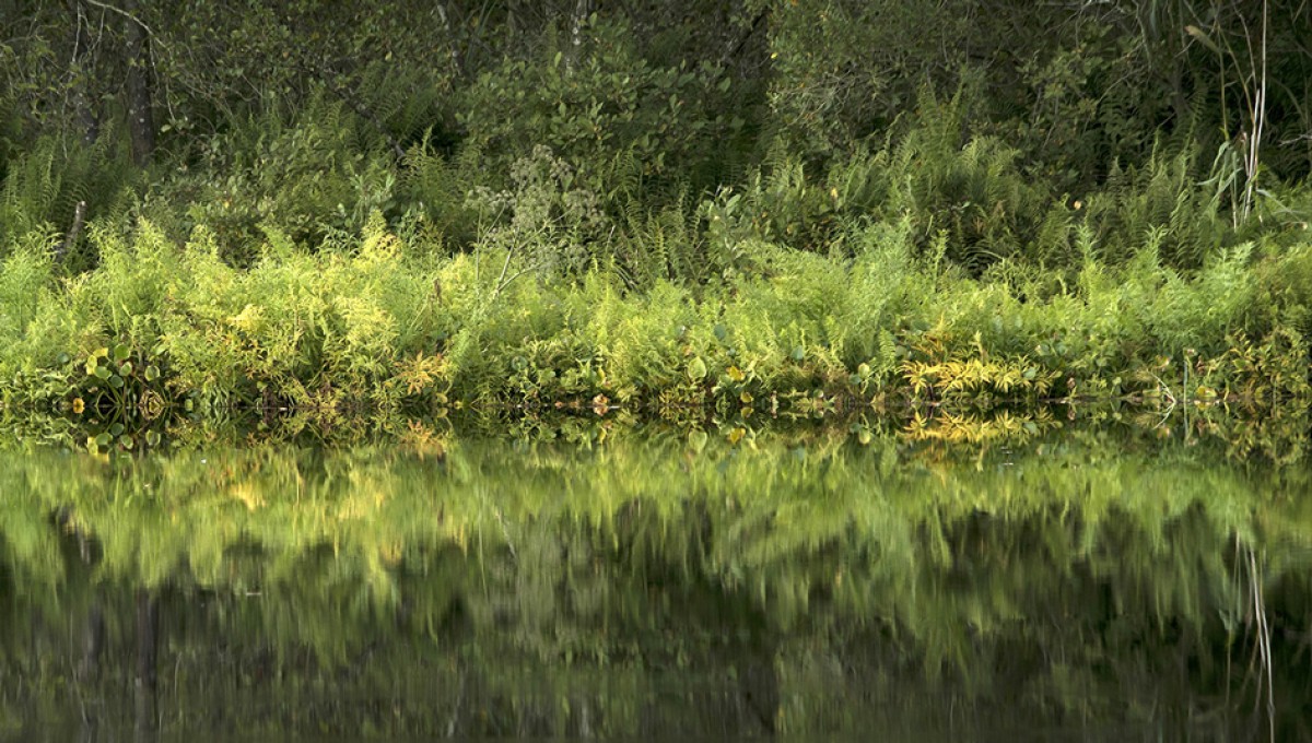 Formen der Natur und Bildgestaltung