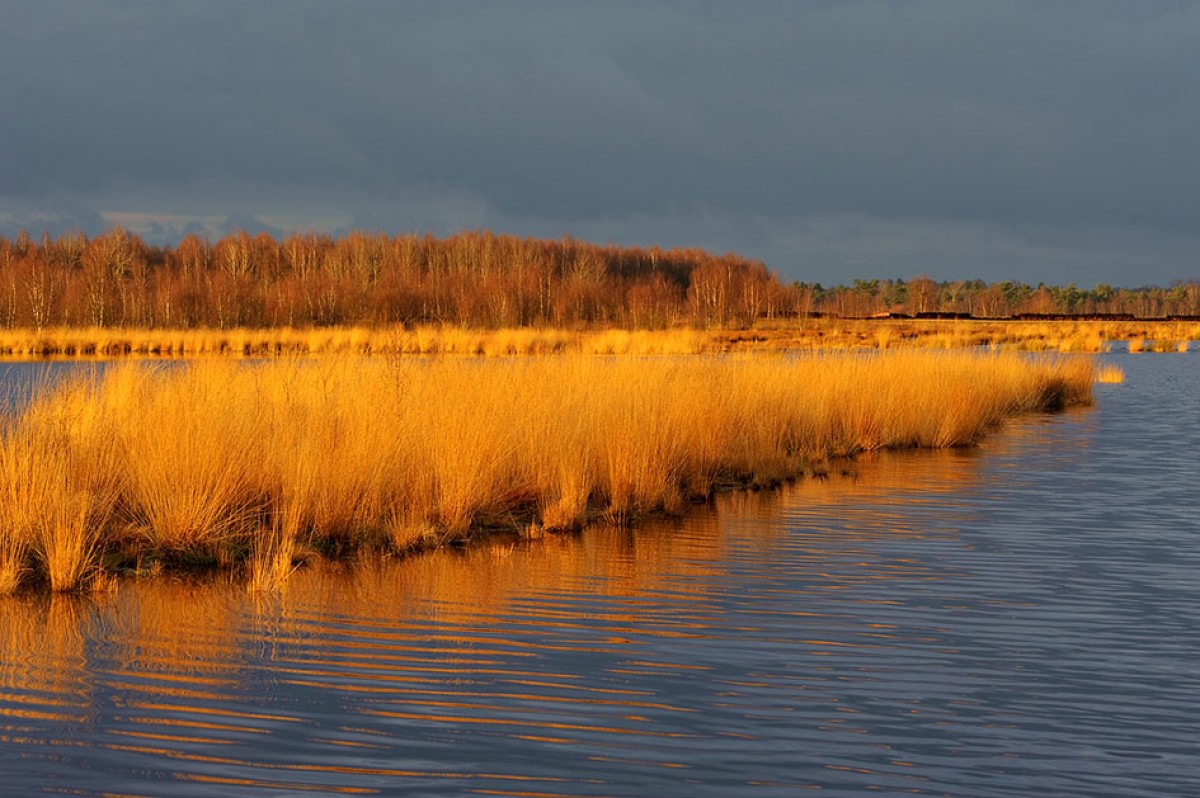 Lebensraum Moor – Hier leben Spezialisten