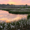 Geheimnisvolles Moor