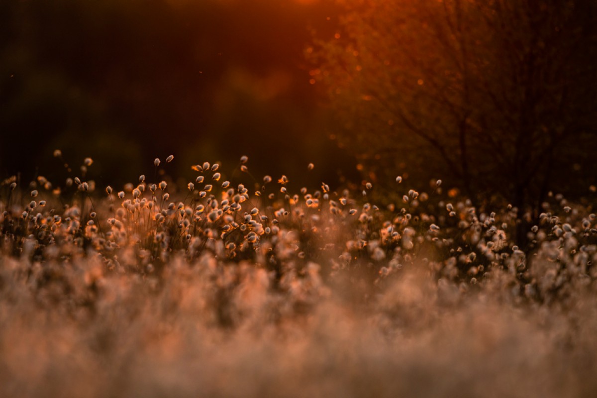 Naturfotografie im Frühling