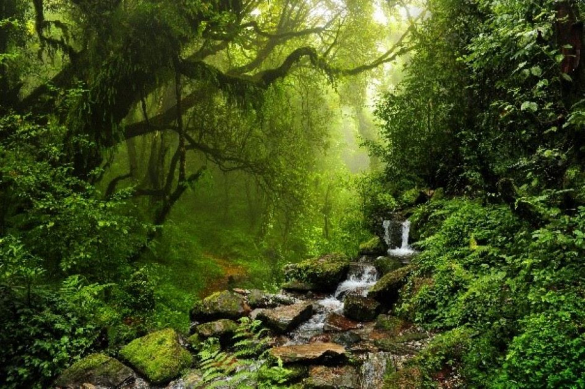 Music and stories about woodlands