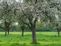 Der Natur Platz geben in meinem Zuhause 