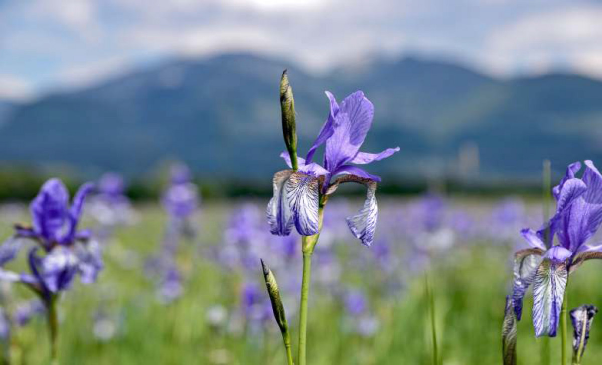»Schau die Lilien«