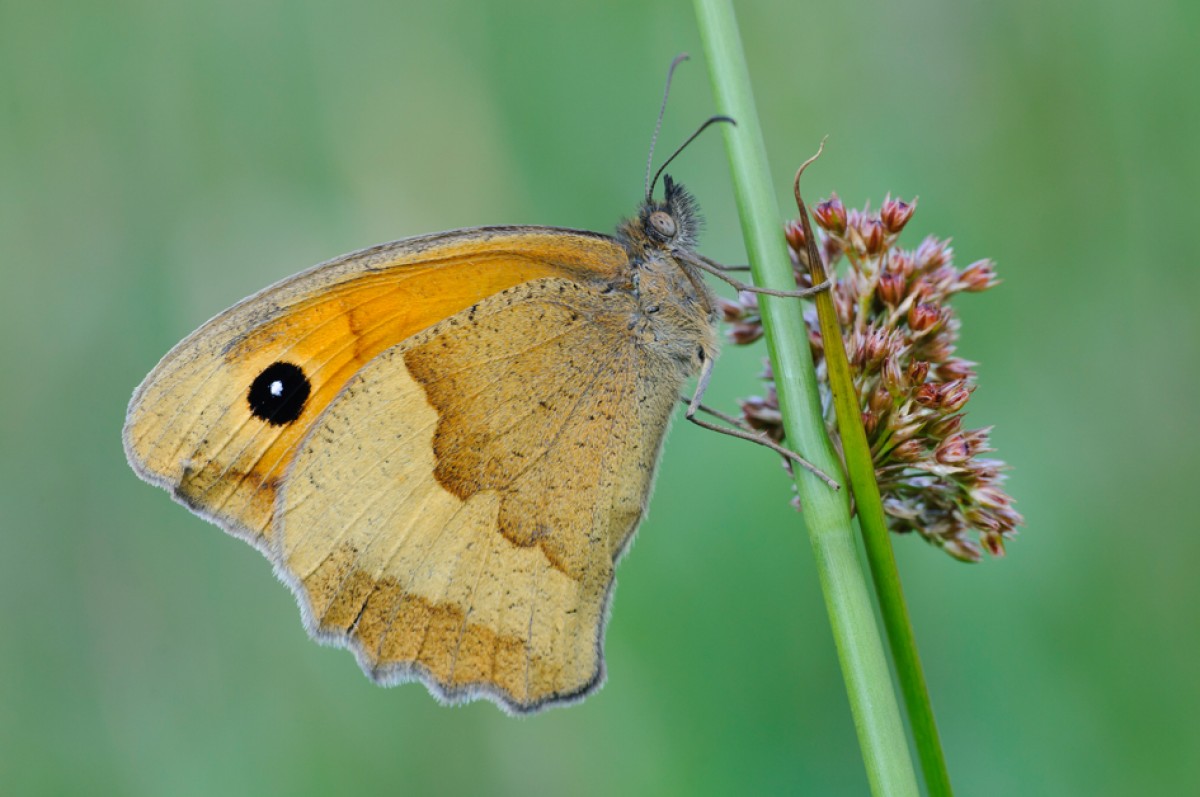 Lebensraum Wiese – von der Raupe zum Schmetterling