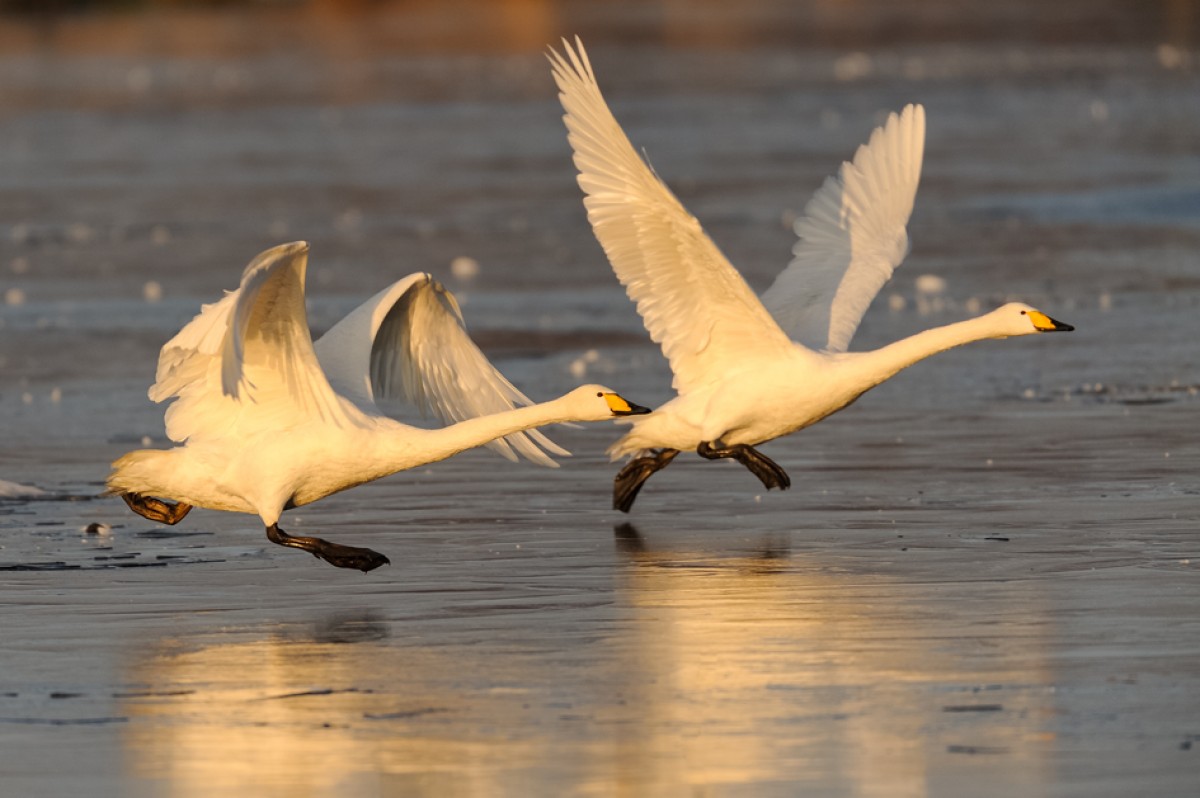 Lebensraum See im Winter – Vögel als Überwinterungsgäste