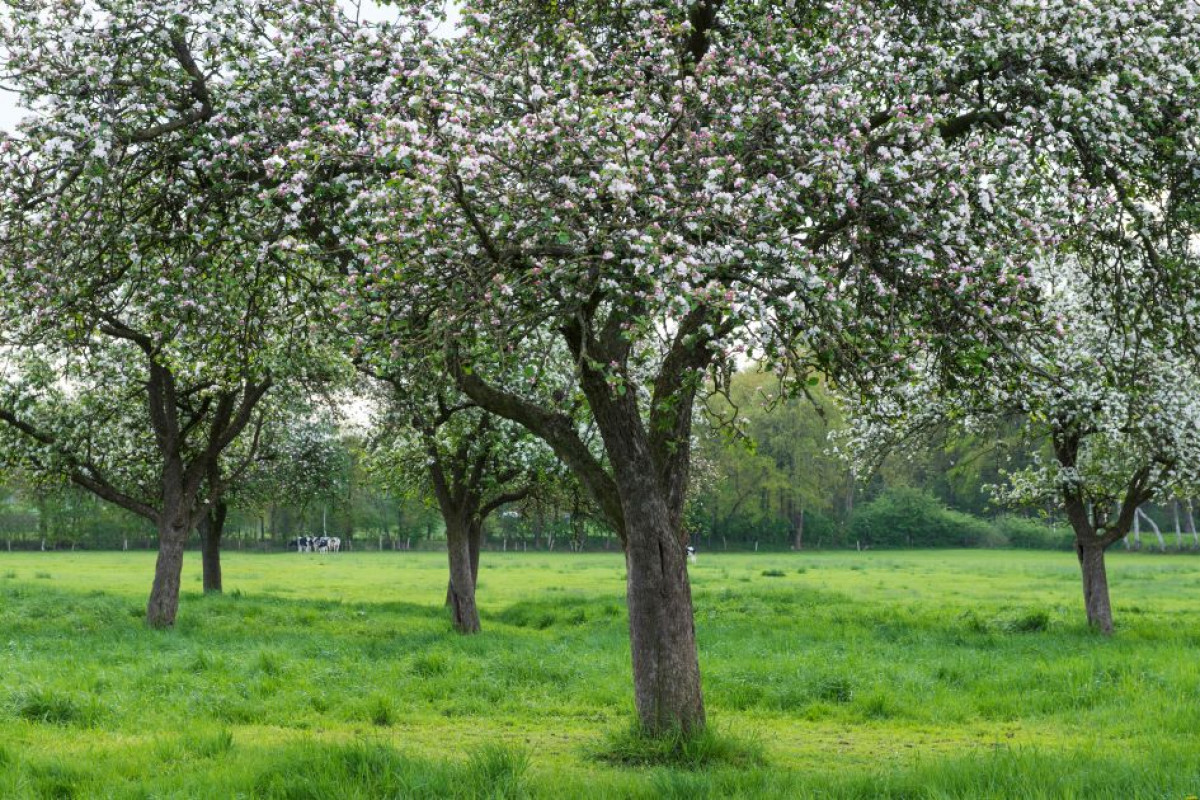 Streuobstwiesen anlegen und bewirtschaften