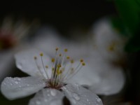 Mit allen Sinnen  auf Ostern zugehen