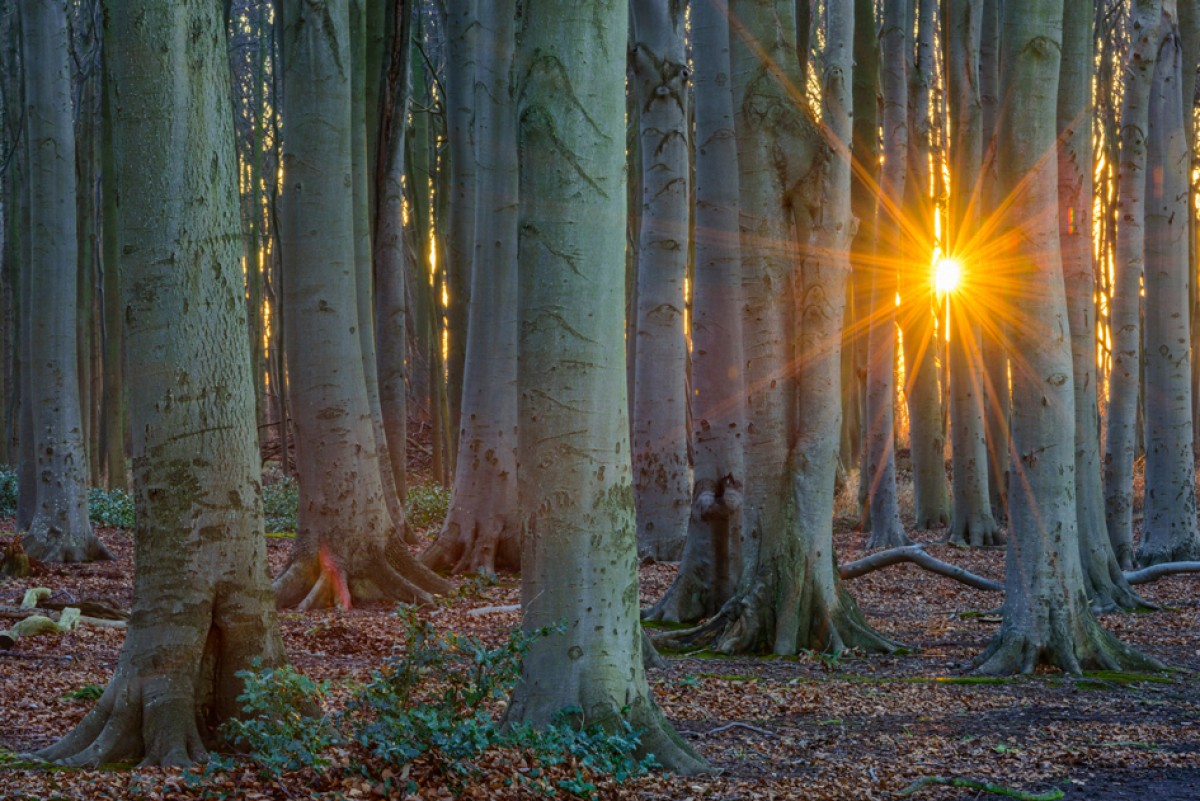 Der Baum – Ein Sinnbild des Lebens
