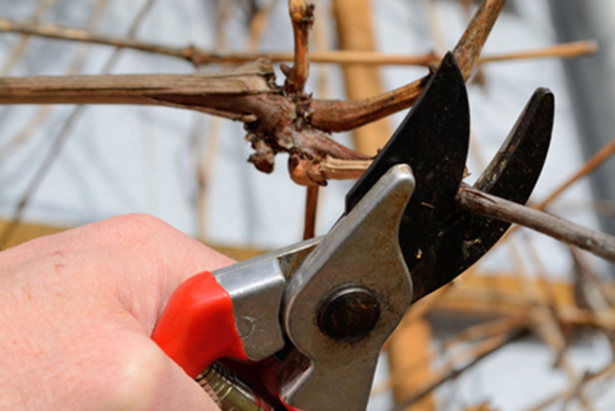 »Jeder Schnitt bringt Triebe« – Obstbaumschnitt