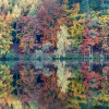 Annäherung an den Herbstwald