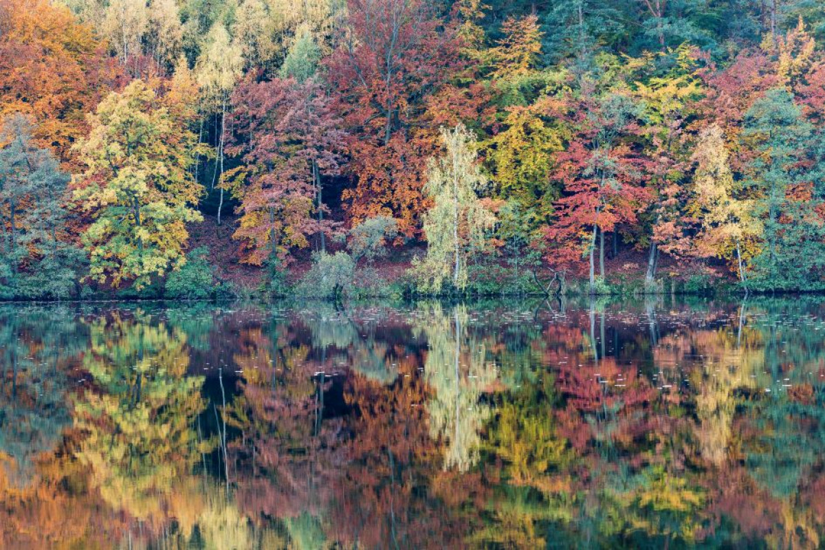 Annäherung an den Herbstwald