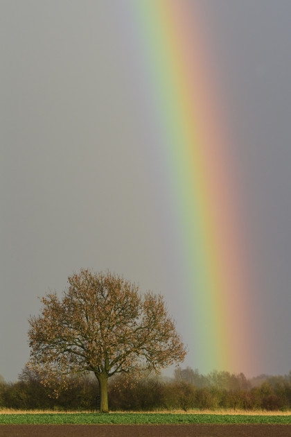 Der Baum – Ein Sinnbild des Lebens