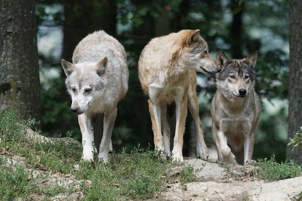 Der (böse?) Wolf - und sein Platz in der Natur