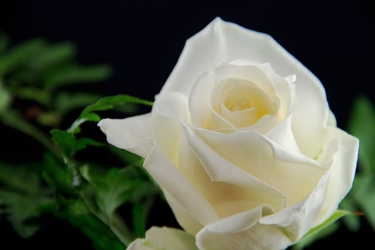 Weiße Rosen für den Löwen