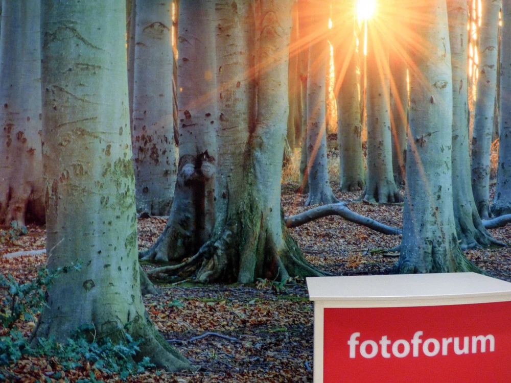 Das Wort fotoforum steht in einem roten Kasten im Vordergrund und im Hintergrund ist ein kahler Wald.