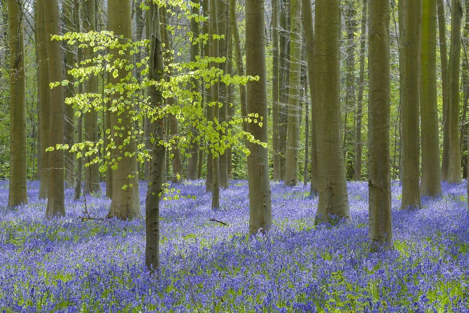 Landschaftsfototografie eines Waldes auf dessen Boden Lavendel wächst.